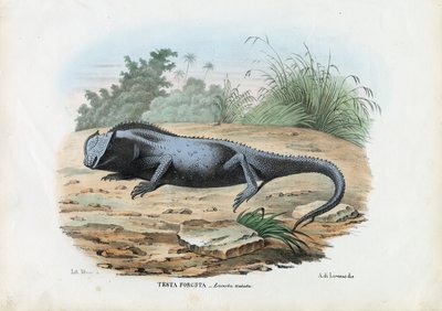 Lizard, 1863-79 by Raimundo Petraroja